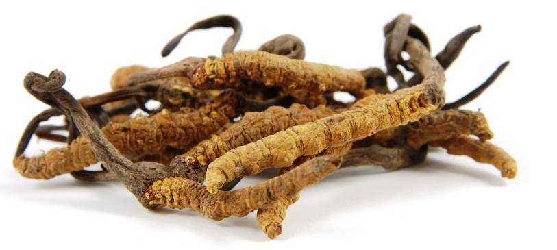 Pulbere cordyceps 60g - EVERTRUST