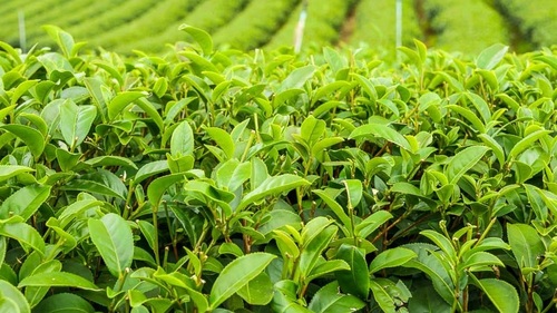 Camellia sinensis planta ceai verde si ceai negru