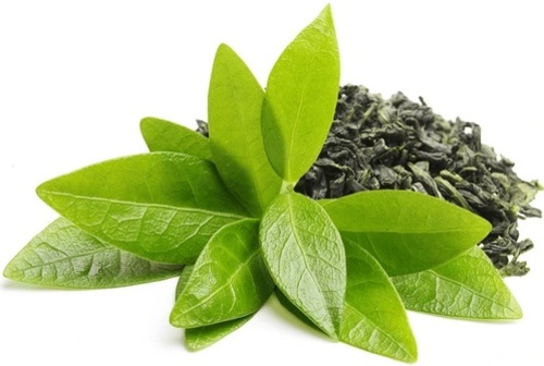 Ceai verde Camellia sinensis frunze